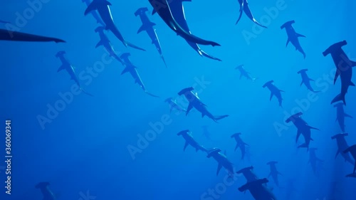 Animation of a large group of hammerhead sharks slowly swimming in the ocean.