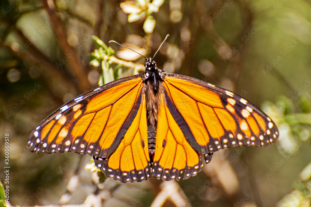 Monarch butterfly with spread wings Monarch butterfly with spread wings