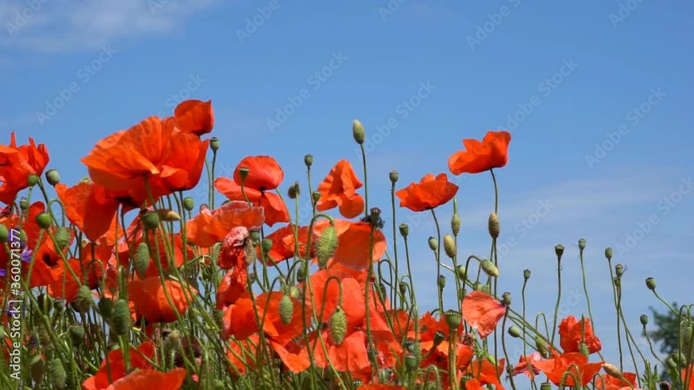 A large number of wild red poppies in the summer season under the yarim sun and blue sky bloomed in the field