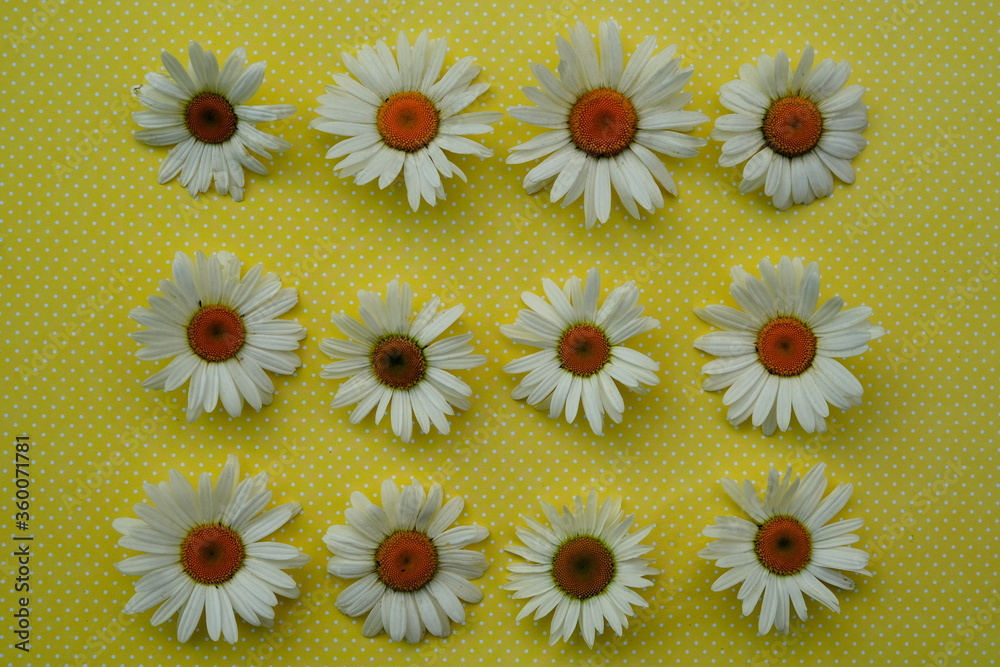 Obraz premium White camomiles on yellow background. beautiful spring and Summer composition 