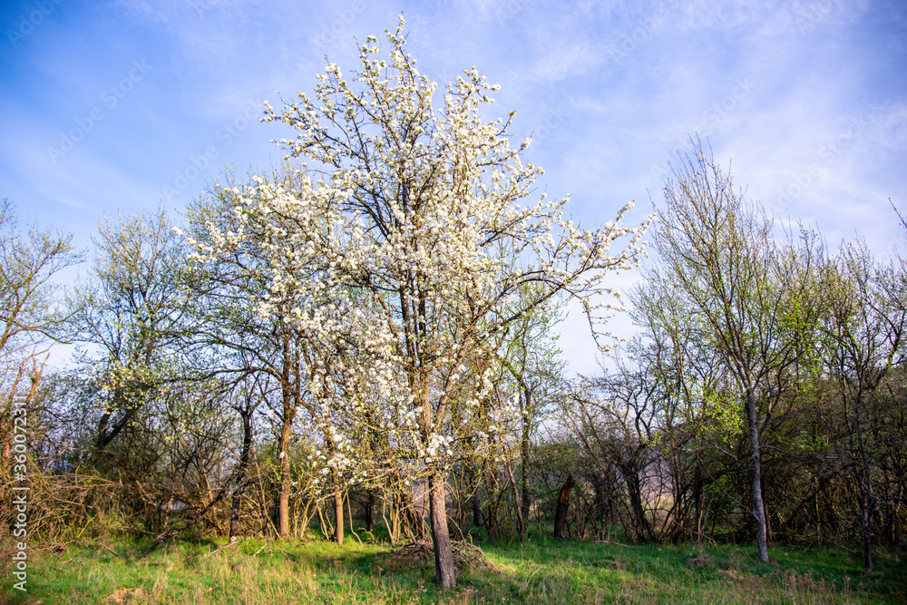 Spring flowers trees