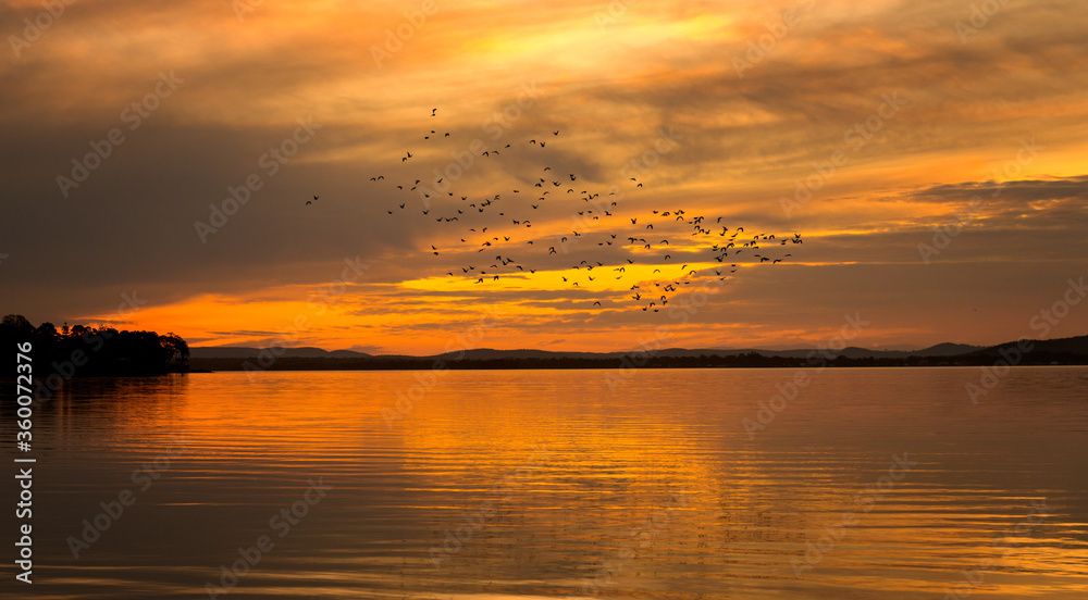 Silhouette of birds flying across a blurred sunset of a lake ,creating a background or wallpaper.