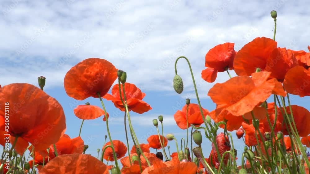 A large number of wild red poppies in the summer season under the yarim sun and blue sky bloomed in the field