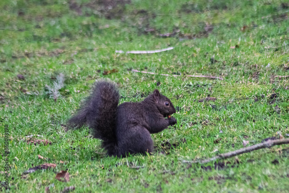 Fototapeta premium Ardilla negra comiendo en el pasto