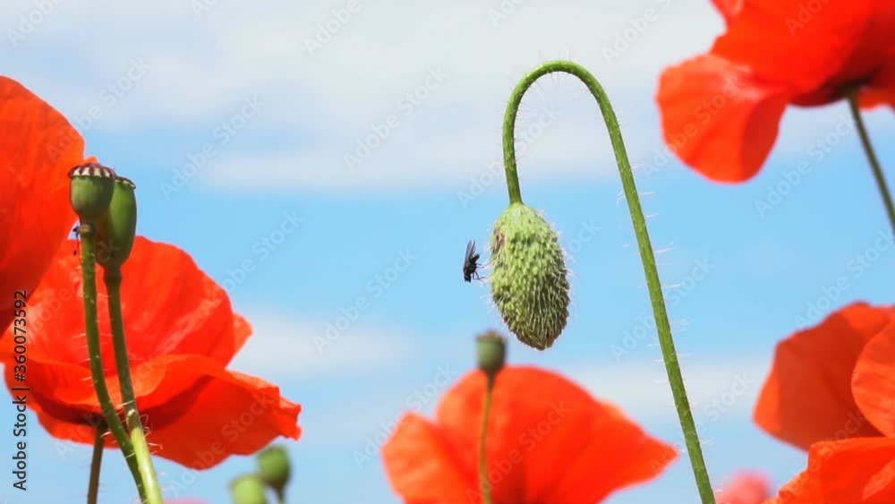 A large number of wild red poppies in the summer season under the yarim sun and blue sky bloomed in the field