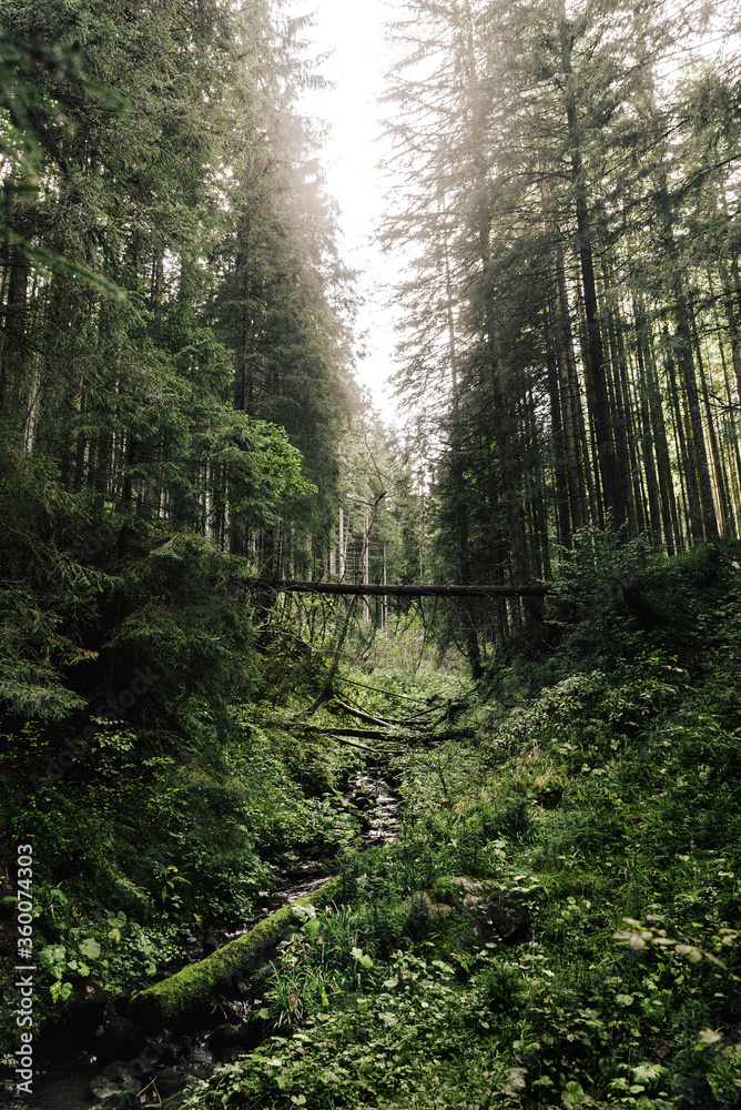 Obraz premium Beautiful landscape of summer mountains with river. A view of the forested slopes of the mountains with evergreen conifers. Travel background. Location Carpathian mountains, Europe