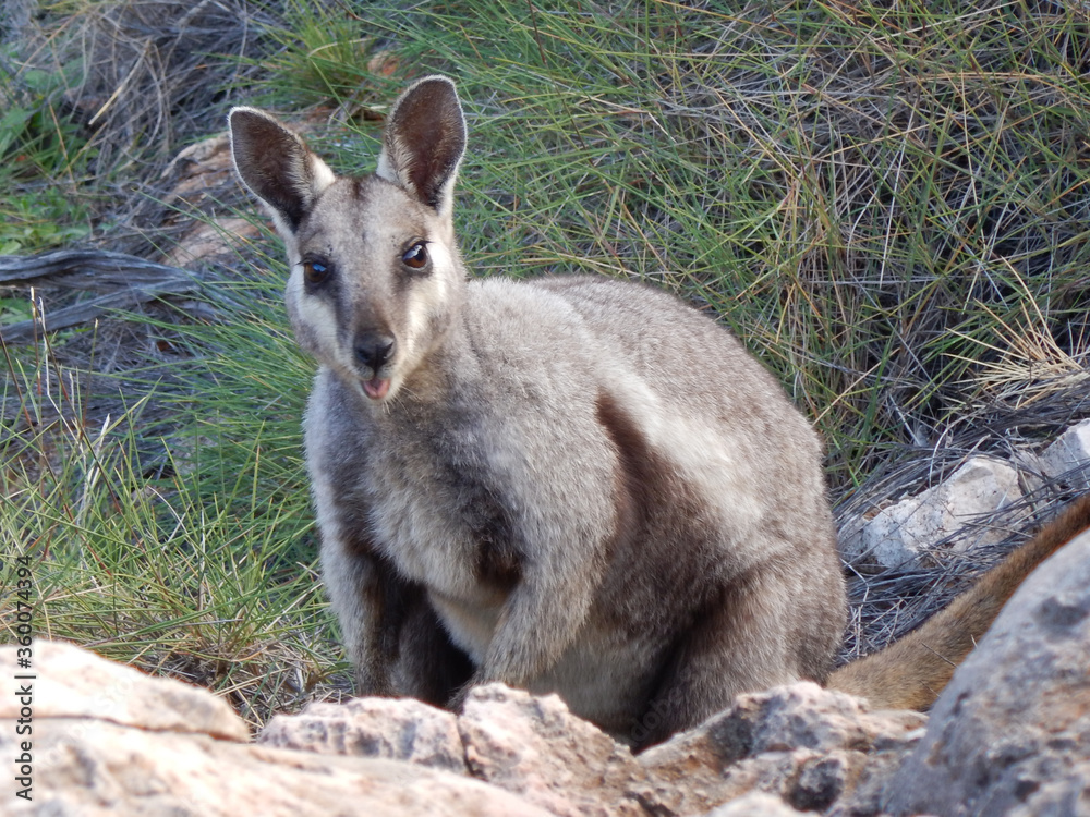 Endangered black-footed wallaby in Cape Range National Park Endangered black-footed wallaby in Cape Range National Park