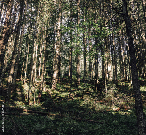 Fototapeta Naklejka Na Ścianę i Meble -  Beautiful forest landscape in mountains. Lifestyle wanderlust adventure. Travel background