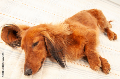 具合の悪そうに寝ている犬