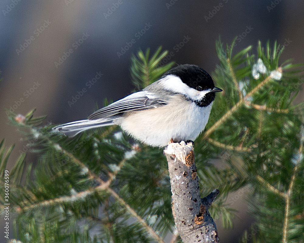 Obraz premium Chickadee Bird Stock Photos. Chickadee black-capped bird perched close-up profile view with blur background on a branch displaying white and black feather plumage in its environment and surrounding