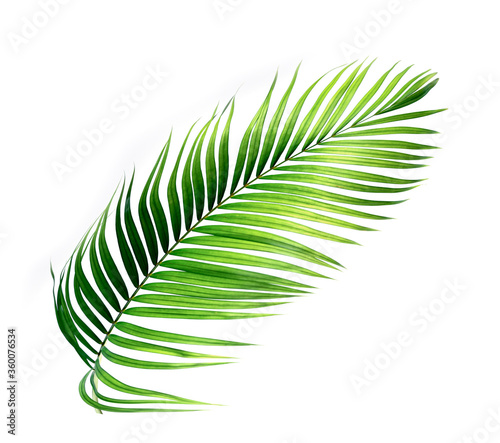 Green leaf  of palm isolated on white