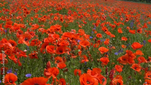 A large number of wild red poppies in the summer season under the yarim sun and blue sky bloomed in the field photo