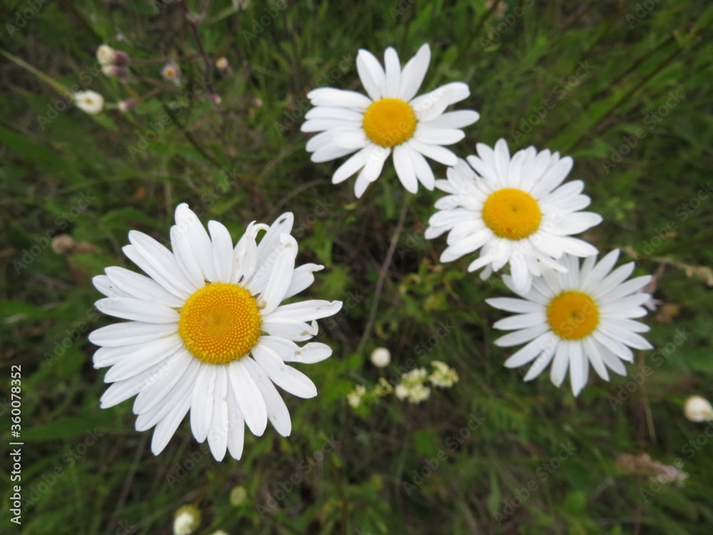 Tanacetum partenium flowers in the field in summer