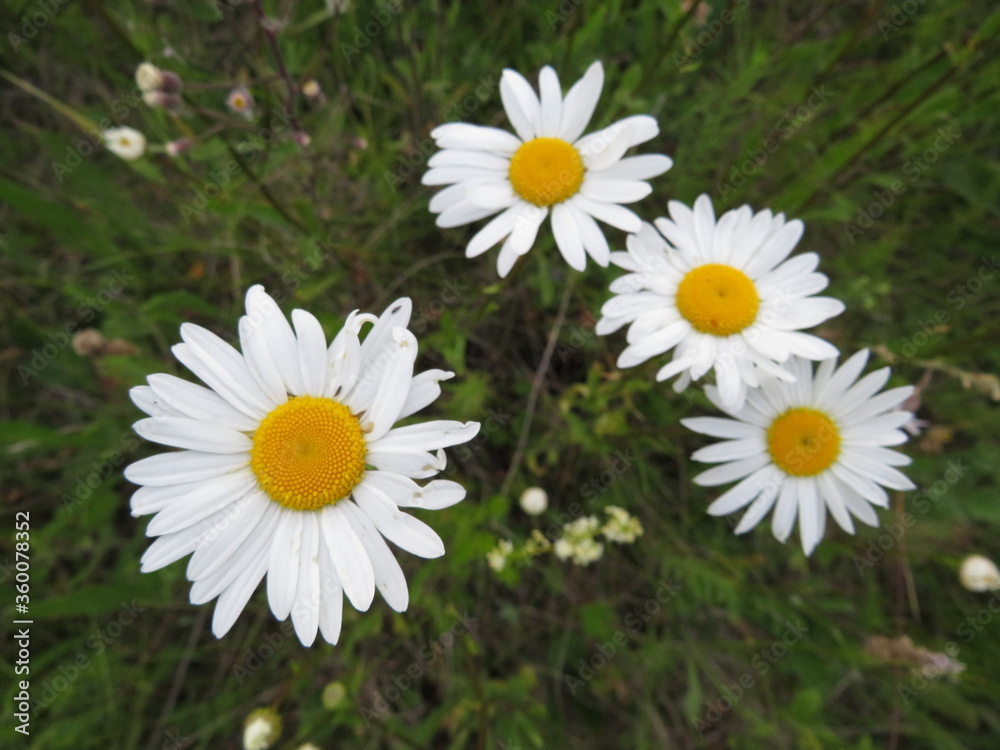 Obraz premium Tanacetum partenium flowers in the field in summer