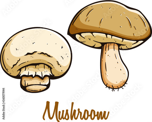 mushroom vegetable in colored hand drawn with text on white background