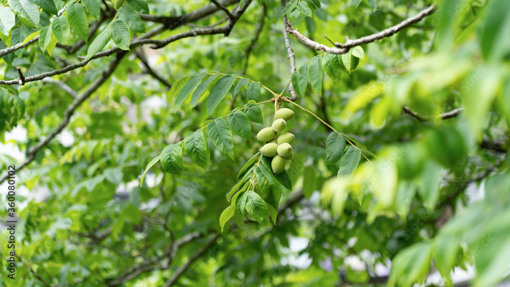 Green walnuts on a tree Green walnuts on a tree