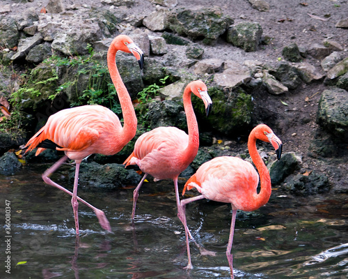 Flamingo stock photos.  Flamingo birds trio close-up profile view in the water marching and displaying their wings  beautiful plumage  pink plumage  heads  long necks  long legs  beaks  eyes.