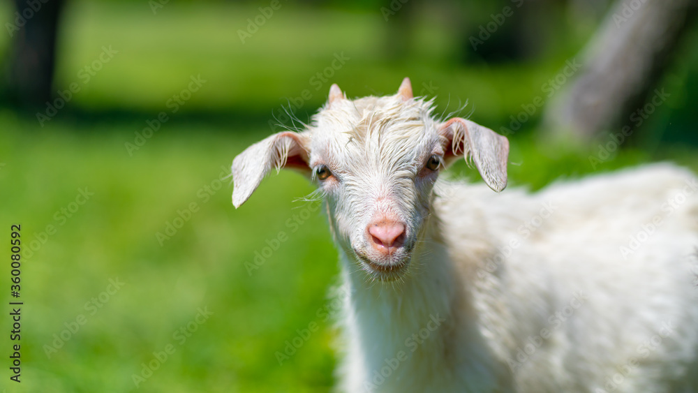 Obraz premium Close up of little goat grazing in green meadow.