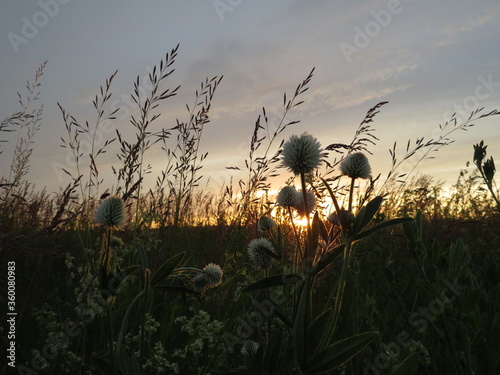 Sunset on the background of flora, abstract natural backgrounds