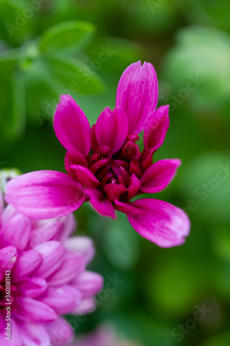 Red chrysanthemums flowering plants