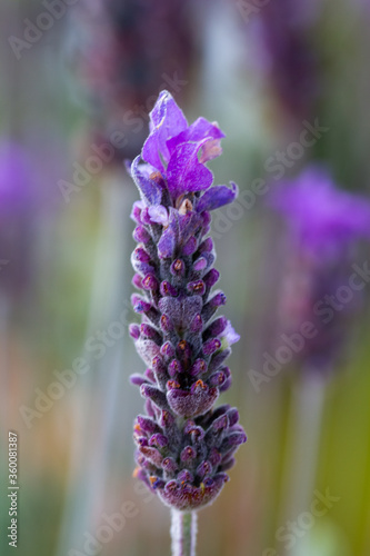 Close-up of lavender flowers in natural light