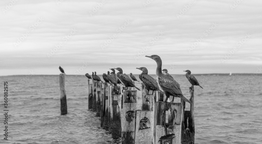 Cormorants Cape Cod 2