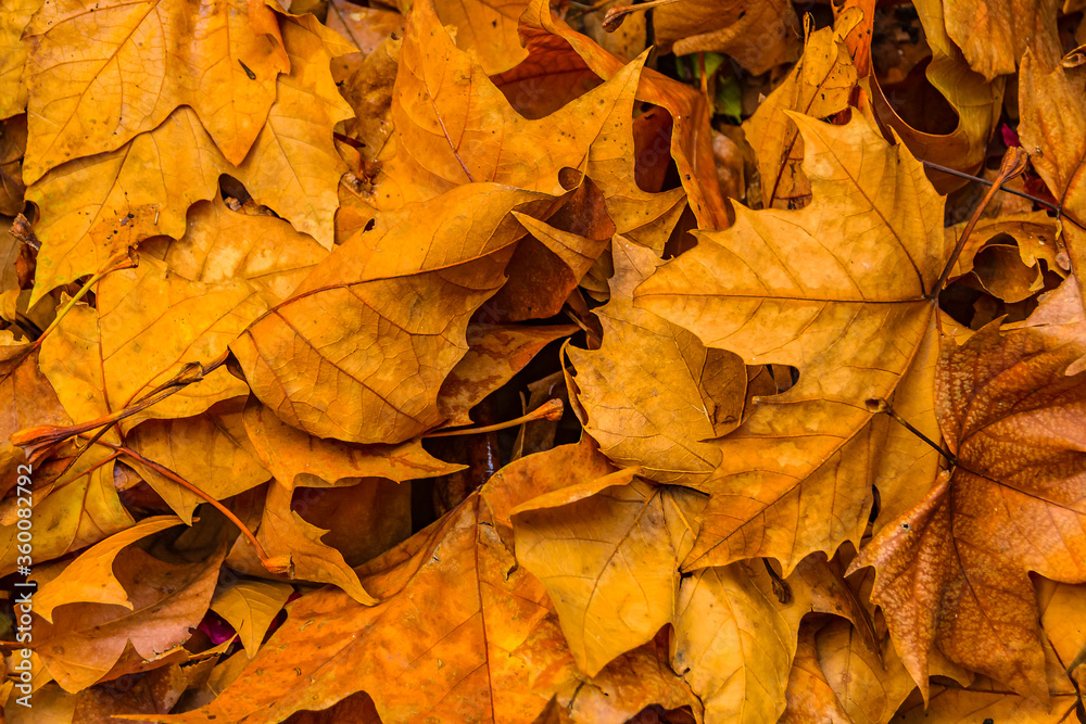 Dry Leaves Patttern Photo Dry Leaves Patttern Photo