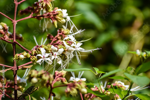 Clerodendrum infortunatum, known as bhat or hill glory bower, is a perennial shrub belonging to the family Lamiaceae, also sometimes classified under Verbenaceae.
