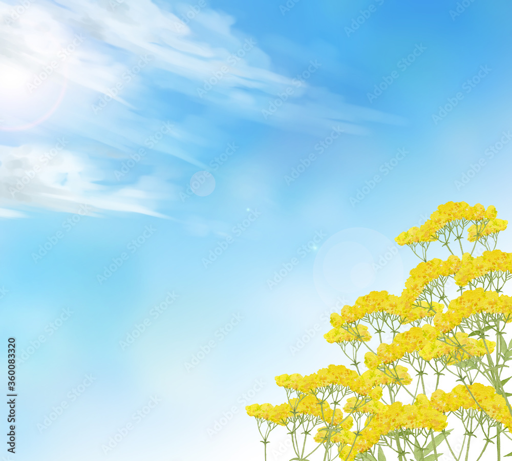 オミナエシと秋空 オミナエシと秋空