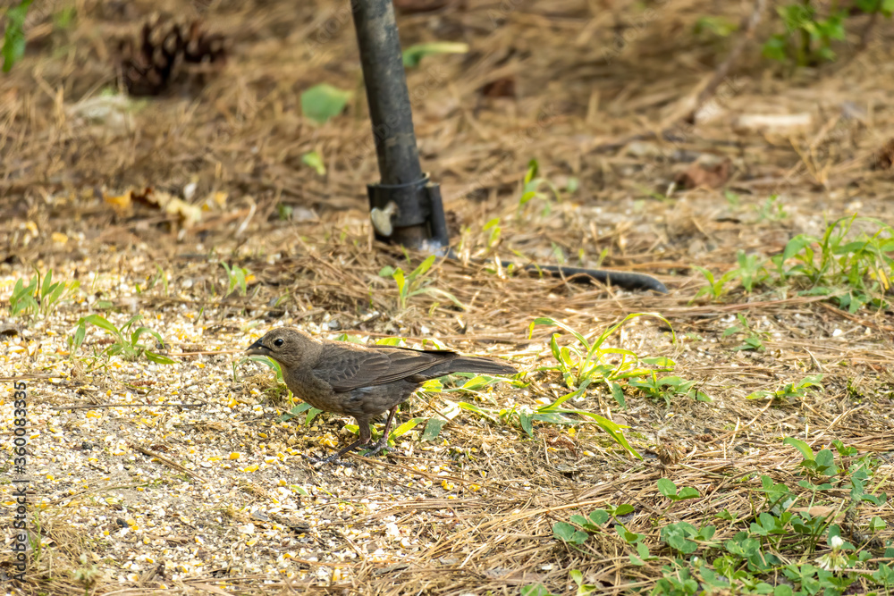 Cowbird Eating Grain in a Yard. Cowbird Eating Grain in a Yard.