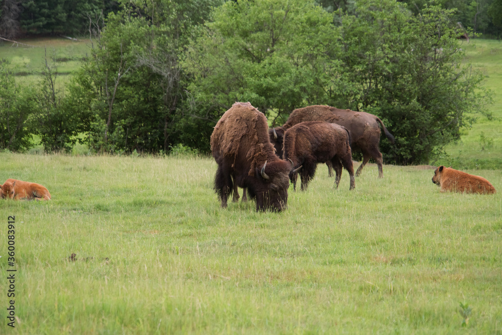 A heard of American Field Buffalo