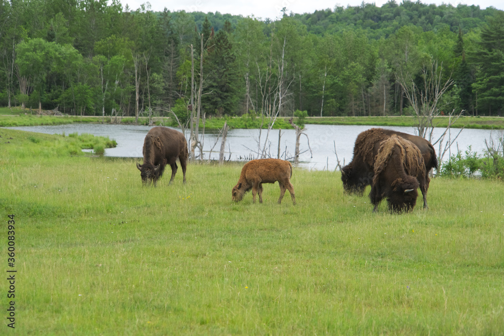 A heard of American Field Buffalo