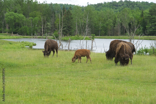 A heard of American Field Buffalo