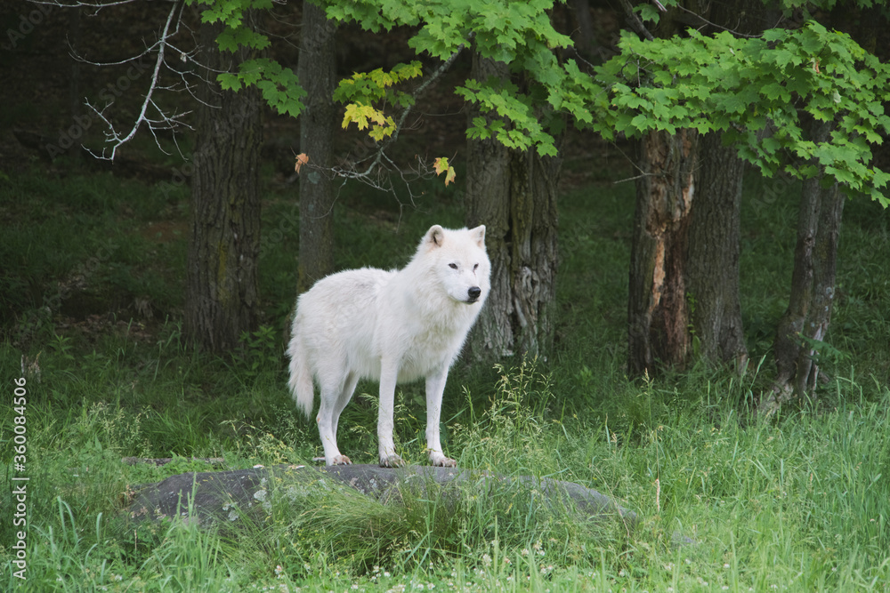 Obraz premium Arctic Wolf in summer