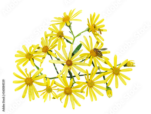 Wildflower of ragwort (Senecio argunensis)
