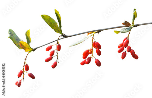 Berries of barberry (Berberis amurensis) photo