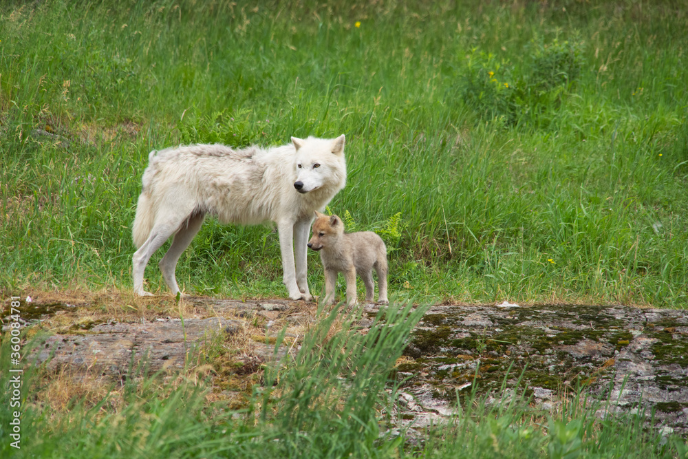 Obraz premium An Arctic wolf with wolf cub