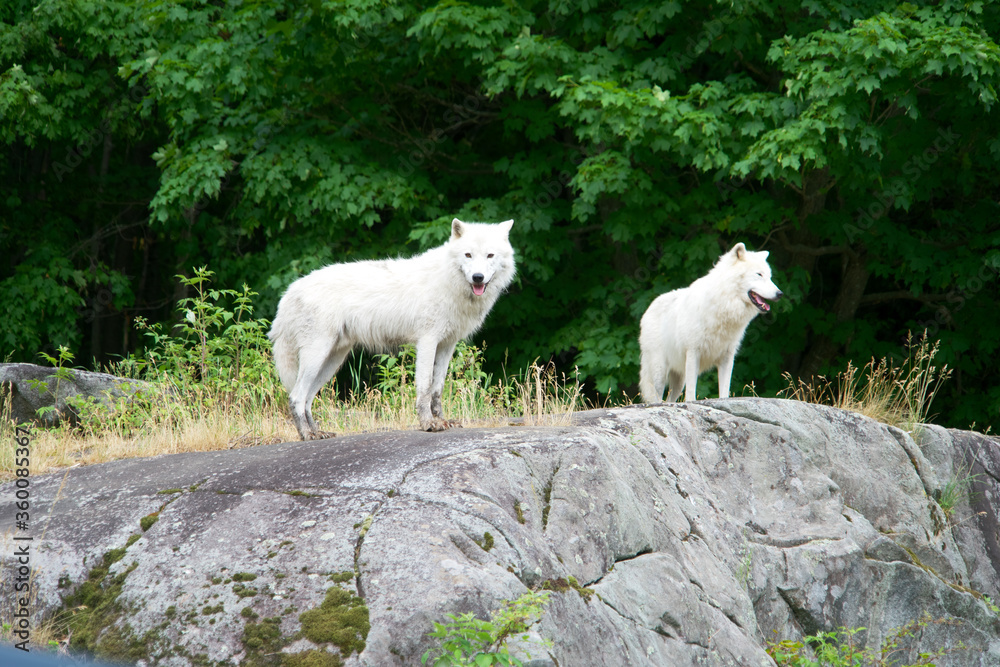 Arctic Wolf in summer Arctic Wolf in summer