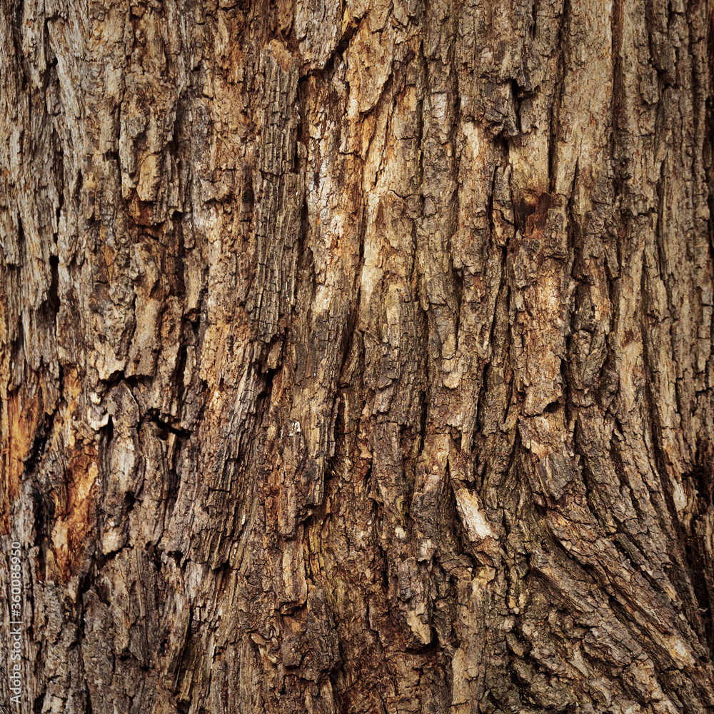 Closeup of old weather beaten tree bark texture background pattern Closeup of old weather beaten tree bark texture background pattern