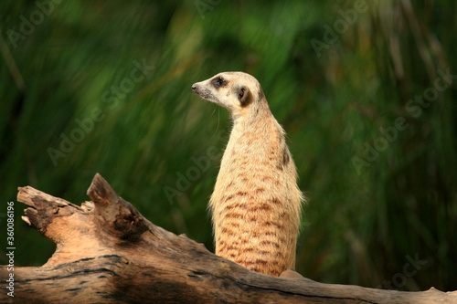 meerkat on the lookout © maodoltee