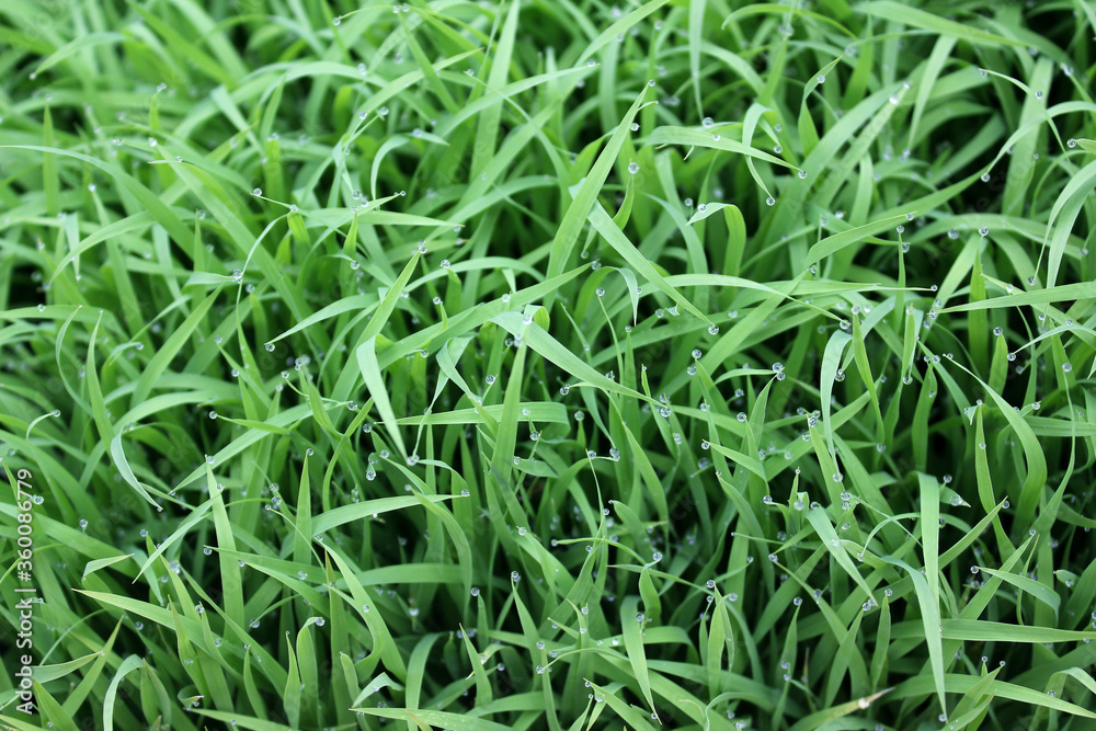 spring season abstract natural background of green rice farm close up with water drop . grass with water drops . spring season abstract natural background of green rice farm close up with water drop . grass with water drops .