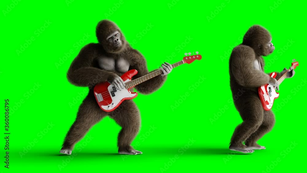 Funny brown gorilla play the bass guitar. Super realistic fur and hair. Green screen 4K animation. Funny brown gorilla play the bass guitar. Super realistic fur and hair. Green screen 4K animation.