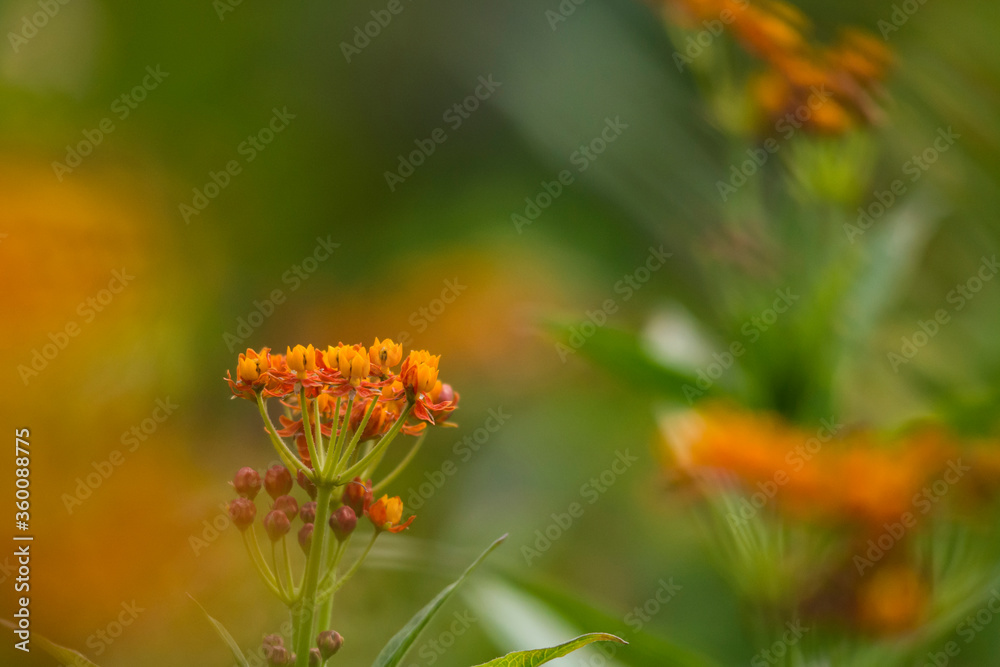 Asclepias curassavica flower Asclepias curassavica flower