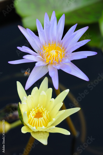 Fototapeta Naklejka Na Ścianę i Meble -  A Purple and a Yellow Water Lily