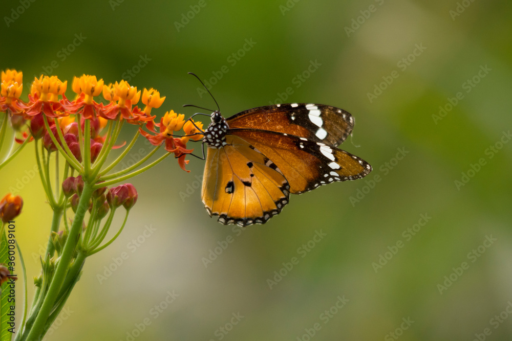 Danaid Eggfly Danaid Eggfly