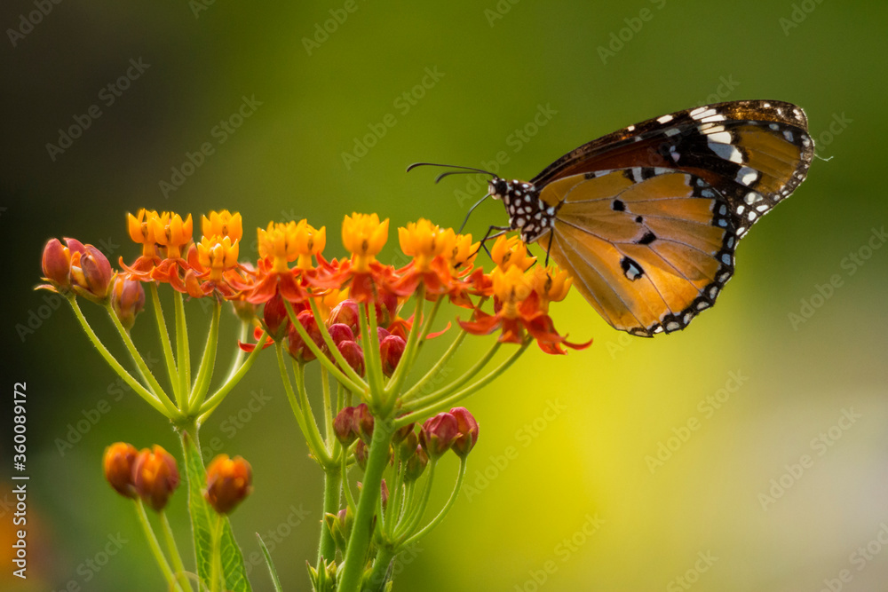 Danaid Eggfly Danaid Eggfly