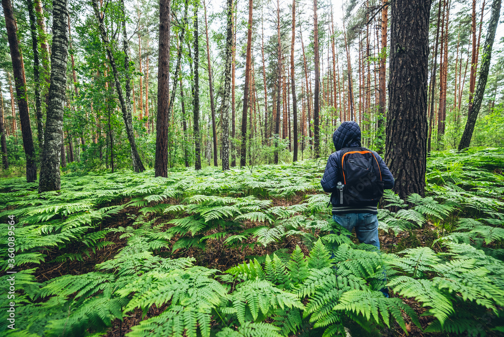 Guy with backpack in sunny summer forest among lush fern thickets. Beautiful woodland green landscape with man in ferns in pine forest. View from back. Man with rucksack among dense bushes in woods.
