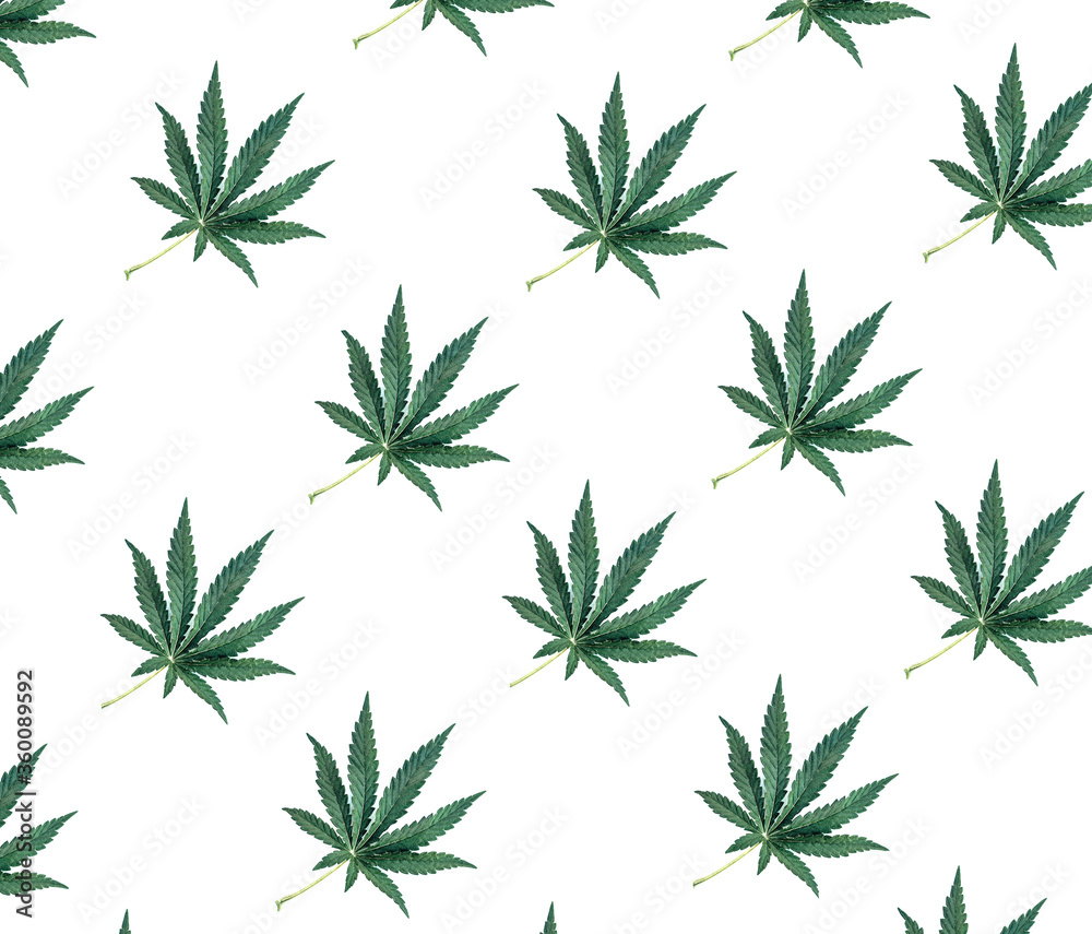 Pattern of green cannabis leaves on a white isolated background. Medical marijuana, top view Pattern of green cannabis leaves on a white isolated background. Medical marijuana, top view