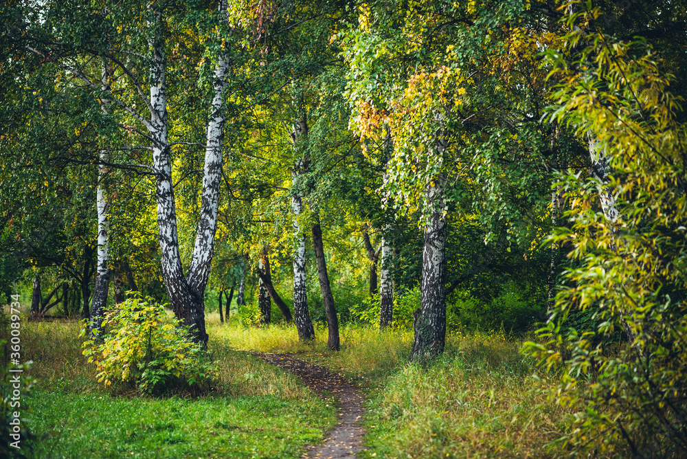 Fototapeta premium Scenic autumn forest landscape in golden morning light. Beautiful trees with orange foliage in sunny park. Yellow autumn leaves on footpath in sunlight. Idyllic forest scene. Colorful fall view.
