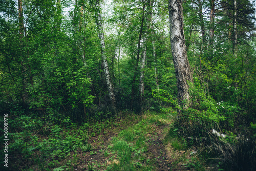 Thickets in dense forest. Scenic view with contrasts of deep forest. Beautiful woody landscape surrounded by many trees and lush vegetation. Forest scenery with rich flora. Atmospheric woodland.